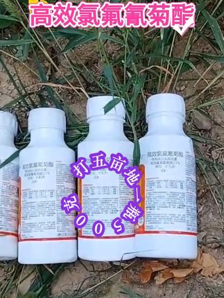 #高效氯氟氰菊酯一款性价比超高的杀虫剂 #防治多种害虫,地上地下虫卵双杀#厂家直销正品保正