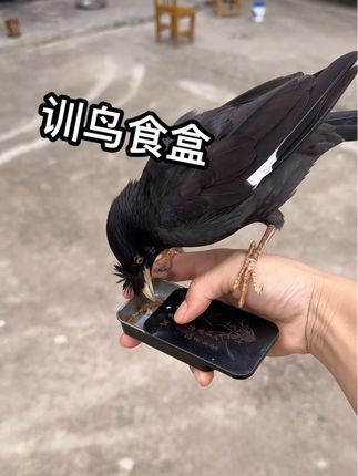 #好物分享#食盒#训鸟食盒 #鸟用品用具 #养鸟必备工具
