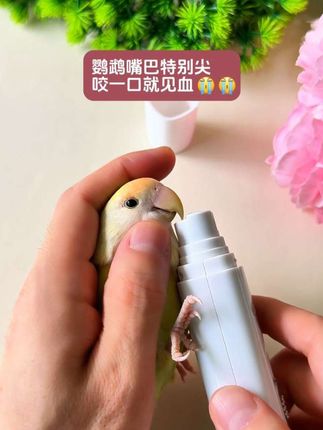 鹦鹉嘴巴特别尖 咬人见血 磨一磨安全很多!用#鹦鹉磨甲器 #磨嘴磨爪 #鹦鹉咬人