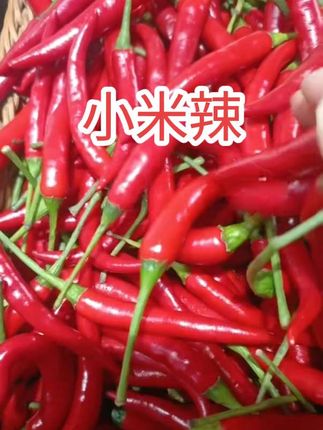 产地直发,新鲜,小米辣辣椒🌶️#小米辣 #辣椒 #三农 #抖音助农 #优质农产品