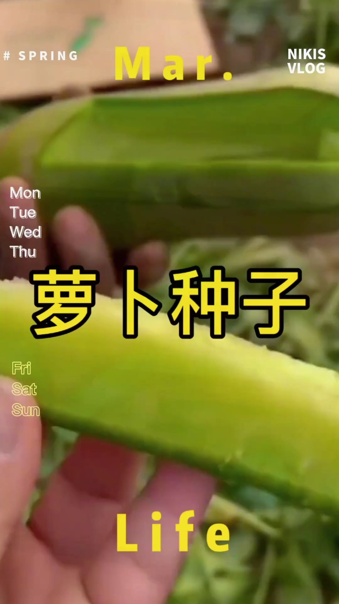 #水果萝卜 水果萝卜种子给大家准备好了,喜欢的可以去看看#萝卜种子 #沙窝水果萝卜 #沙窝水果萝卜种子 #三农