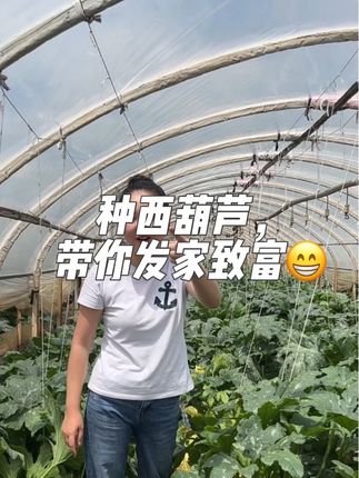 #西葫芦种植 #西葫芦种子 #桦加沙 #菜价