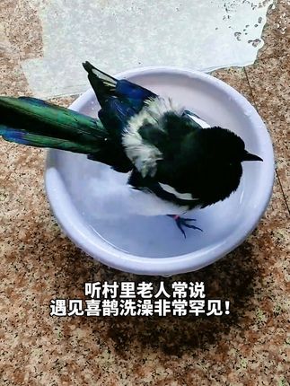 “自古以来喜鹊都是吉祥如意的象征,希望大家也能吉祥如意!”#喜鹊喳喳叫 #鸟类实拍