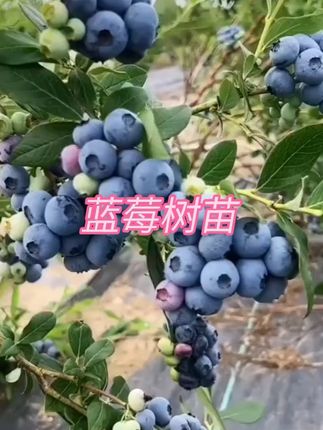 【带原土球发货】蓝莓苗蓝莓树苗盆栽地栽当年结果大果#蓝莓树苗