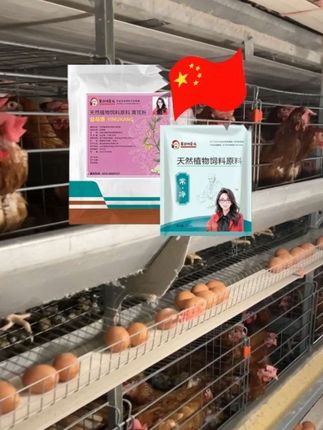 预防蛋鸡输卵管炎保养生殖系统就用益母康常+净 450一组管1万鸡#董云讲蛋鸡 #益母康 #蛋鸡养殖户