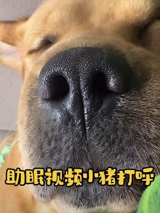 这么晚了看着这个视频好入睡~ #张啵啵 #啵啵不是老抽 @张啵啵 @啵啵不是老抽