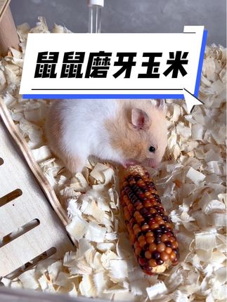 终于找到仓鼠爱吃的磨牙棒!天然玉米的,小家伙啃半天,既磨了牙不无聊,还能帮肠道动一动,家里有鼠子的闭眼囤~#养鼠日常分享 #仓鼠磨牙 #玉米 #仓鼠 #新手养鼠