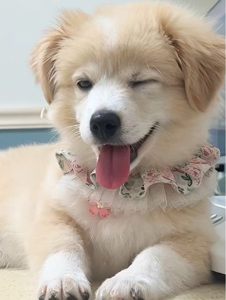 狗狗被吓得瑟瑟发抖,还没有忘记保持可爱#萌犬出道计划 #萌宠 #可爱小狗狗 #小狗小狗 #可爱的小狗