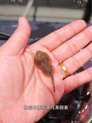 #养鱼日记 #养鱼养心 #鱼缸 #鱼缸里的大自然 #观赏鱼