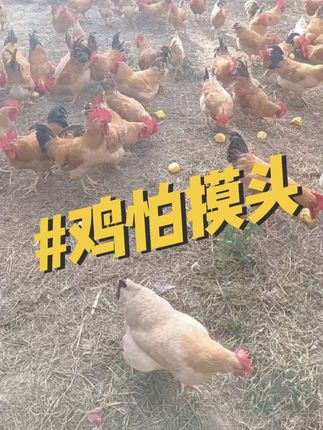 #生态散养土鸡  开朗哥农产品#我的农村生活 #万物有灵 #正宗土鸡