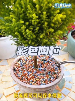 防尘防虫陶粒!在花盆表面铺上一层彩色陶粒,既防虫又美观!还保水保肥 #水培绿植 #盆土铺面 #一起水培一起养花 #家庭养花 #彩色陶粒
