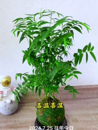 俗话说,家中有竹,子孙享福。家里什么都不养,也要养一盆米。竹摆在客厅,不仅美观大气,翠绿的叶片还可以吸收空气中的有害物质。#花卉绿植 #米竹#水培植物#富贵竹#室内绿植 #观音竹