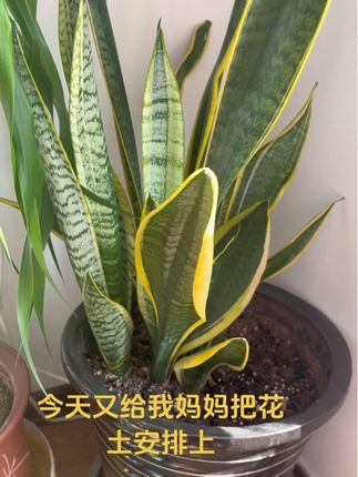 #强烈推荐 #抖音推广 #万能的抖音 #三农 #抖音助农