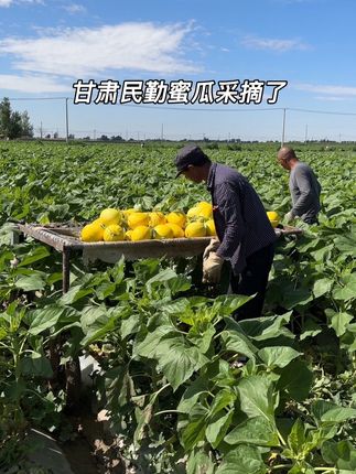 #蜜瓜 #民勤蜜瓜 #抖音助农 #优质农产品 #新鲜采摘 @DOU+上热门 @DOU+小助手