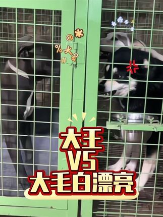 大王vs大毛毛和白漂亮! 最后好像只有白漂亮受伤的世界达成了🤣 感谢小姐妹@秋天的风💕 提供的素材 #西北刀客 #西北刀客大毛 #西北刀客白漂亮 #西北刀客大王