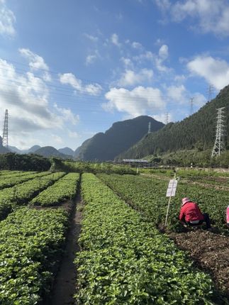 种颗草莓苗,治愈“没烦恼”!红彤彤的果子挂枝头,拍照发圈稳赢。关键是超省心,剪剪老叶、施点肥,果子就蹭蹭长,小黄车直接冲! #草莓苗 #奶油草莓苗 #阳台种草莓#新手种草莓 #实现草莓自由