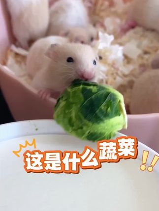 想要鼠鼠健康长寿,一定要试试🥬孢子甘蓝!对鼠鼠全身都很有好处#仓鼠孢子甘蓝 #在抖音入手的好东西