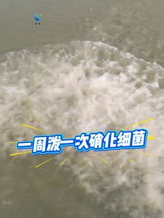 #南美白对虾养殖 #水产养殖#高密度养殖 定期用亚盐不反复水质指标稳定