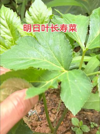 #明日叶 #明日叶茶 #长寿菜 #查尔酮 #仙草 明日叶长寿菜种苗干茎叶鲜茎叶
