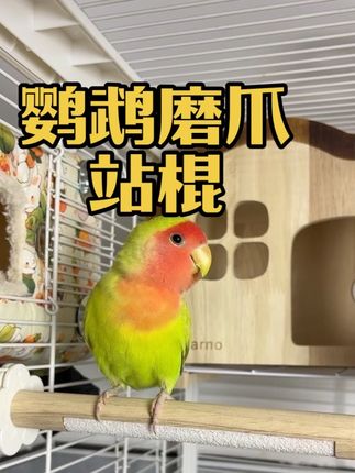 推荐一款好用的鹦鹉磨爪站棍#鹦鹉站棍 #鹦鹉鹦鹉萌萌哒逗鹦鹉 #鹦鹉日常 #牡丹鹦鹉