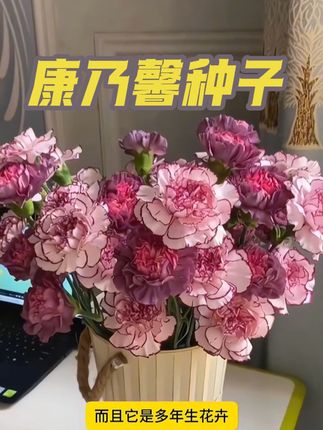 #康乃馨 家里有女人和孩子或者爱发脾气的,一定要种一些这个#重瓣康乃馨 #520礼物 #阳台小院均可种植 #爱生活爱养花