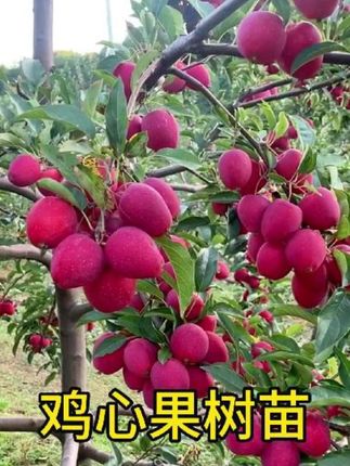 新品种沙果鸡心果树苗盆地栽锦绣海棠小苹果苗嫁接苗南方北方种植#鸡心果 也叫锦绣海棠,这品种太能结果了,丰产性拉满。能耐寒力零下35度都不怕冻。熟了的果子红通通像小灯笼,看着就喜庆。咬一口脆甜爆汁,南北方不管盆栽还是地栽都能种,想种点特别的果树,选它准没错!#鸡心果苗 #果树种植 #苹果苗 #果树苗基地