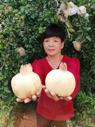 中秋送福利,石榴届中的白月光! 我们家是地地道道的安徽怀远石榴果农,今儿专为家里的白玉籽石榴吆喝!想吃的朋友,赶紧下单吧!买 8 斤送 1 斤,到手满满一大箱!这么好的果子,自己吃、送亲戚都值,千万别错过这波! #怀远石榴 #怀远白花玉石籽石榴 #石榴 #水果