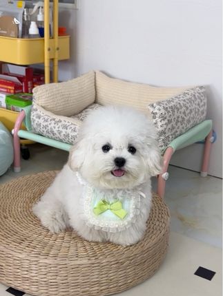 小狗能听懂哪些话? #萌宠 #小型犬 #小体比熊 #狗狗技能 #狗狗