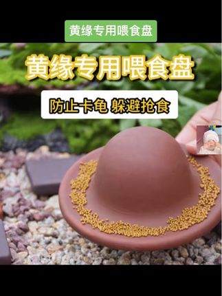 #黄缘龟喂食盘 #黄缘龟喂食器 黄缘龟乌龟喂食盘半水龟安缘龟箱龟锯缘喂食龟苗专用餐盘食盆新品#乌龟食盘 #乌龟喂食 #科学养宠