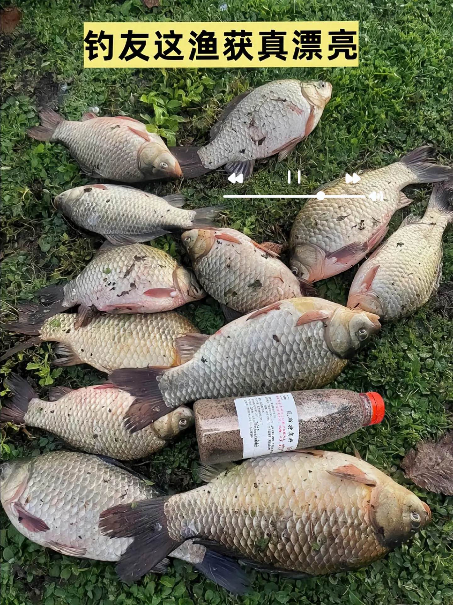 #鱼获满满 #钓鱼人 #户外钓鱼 #瓦斯特窝料 #钓鱼窝料