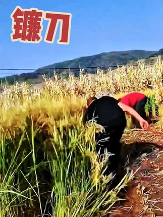 #好物推荐分享 #农具 #镰刀 #锋利无比 #家用好物