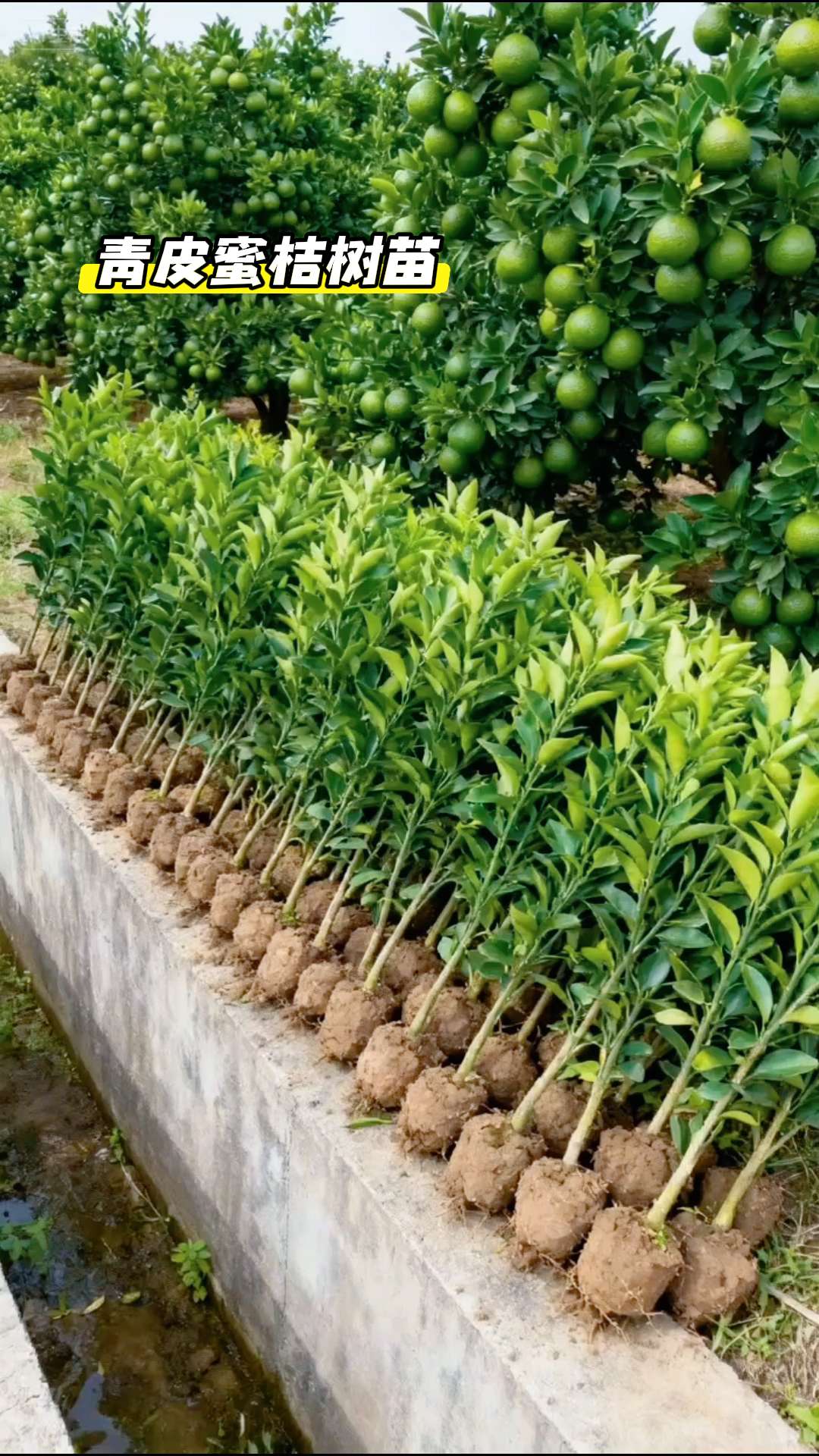 嫁接青皮蜜桔树苗#果树种植 #柑橘种植 #果树盆栽