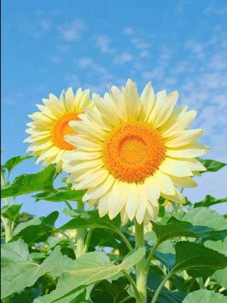 治愈人心又充满想象力的童诗,让孩子每天读一读,随便一句写近作文里都是锦上添花 #作文素材 #作文 #好书分享 #写作技巧