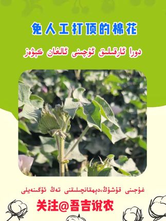 免人工打顶棉花#化学打顶 #免人工打顶 #棉花技术 #三农 #抖音助农