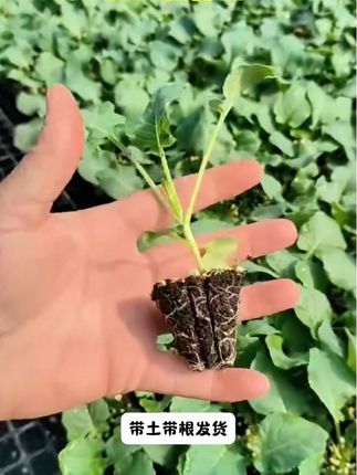 #西兰花种苗 #强烈推荐 #家庭种植 #优质种苗 #三农种植