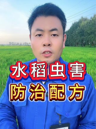 水稻虫害防治配方,#水稻虫害防治#病虫害防治 #防治卷叶螟稻飞虱钻心虫