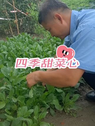 一年四季可以种,盆栽地栽,脆爽好吃#四季甜菜心种子