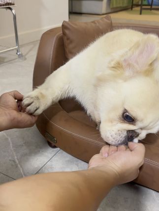 一秒都不用剪,谣言不攻自破😜 #长毛法斗阿祖 #阿祖宇宙@90后养狗人(祖爸) @阿祖宇宙