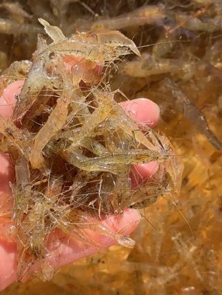 我们的小河虾都是万绿湖渔民每天地笼收上来的,非常鲜甜很干净很好吃哦#万绿湖小河虾 #小河虾