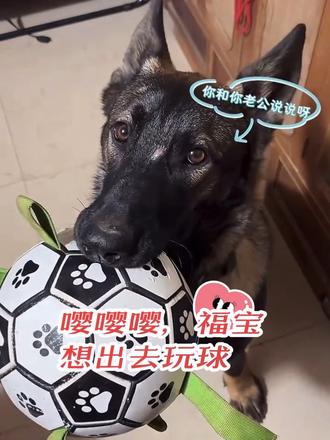 福宝为了出去玩球,化身狗界谈判专家,飙一口流利的“嘤”语 8个月的福宝为了出去玩球,竟然发明了一套“狗言狗语”!嘤嘤怪模式启动,歪头杀,委屈眼神杀谁抗的住?福宝今天的无障碍沟通堪称狗界谈判专家!福宝怎么知道会撒娇的女孩最好命的?#这狗绝对成精了 #萌宠配音搞笑视频 #东德牧羊犬 #旺财放牛日记 #牛多多成长记