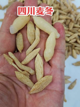 #创作灵感 宝子们,认识一下川麦冬~它形状独特,呈纺锤状,饱满可爱,每一颗都小巧精致。颜色是纯净柔和的黄白色,带着自然的质朴气息。, ,在吃法上,川麦冬堪称百搭!做汤时丢几颗进去,为普通汤品增添别样清甜;炖肉的时候放一些,肉质都多了层清新滋味。爱喝茶的朋友,用它泡茶,清香满杯。简单的食材,遇上川麦冬,也能碰撞出奇妙的味觉火花,别错过哟!#麦冬 #川麦冬 #助力三农 #煲汤@抖老师流量扶持(快速上热门) @创作者扶持