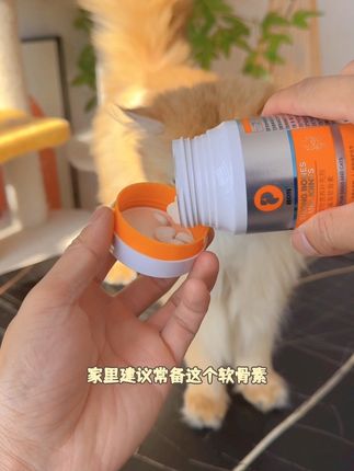 猫咪真的很容易腿瘸,家里常备一瓶软骨素吧#猫咪腿瘸了 #宠物软骨素 #猫咪软骨素 #养猫新手 #萌宠好物