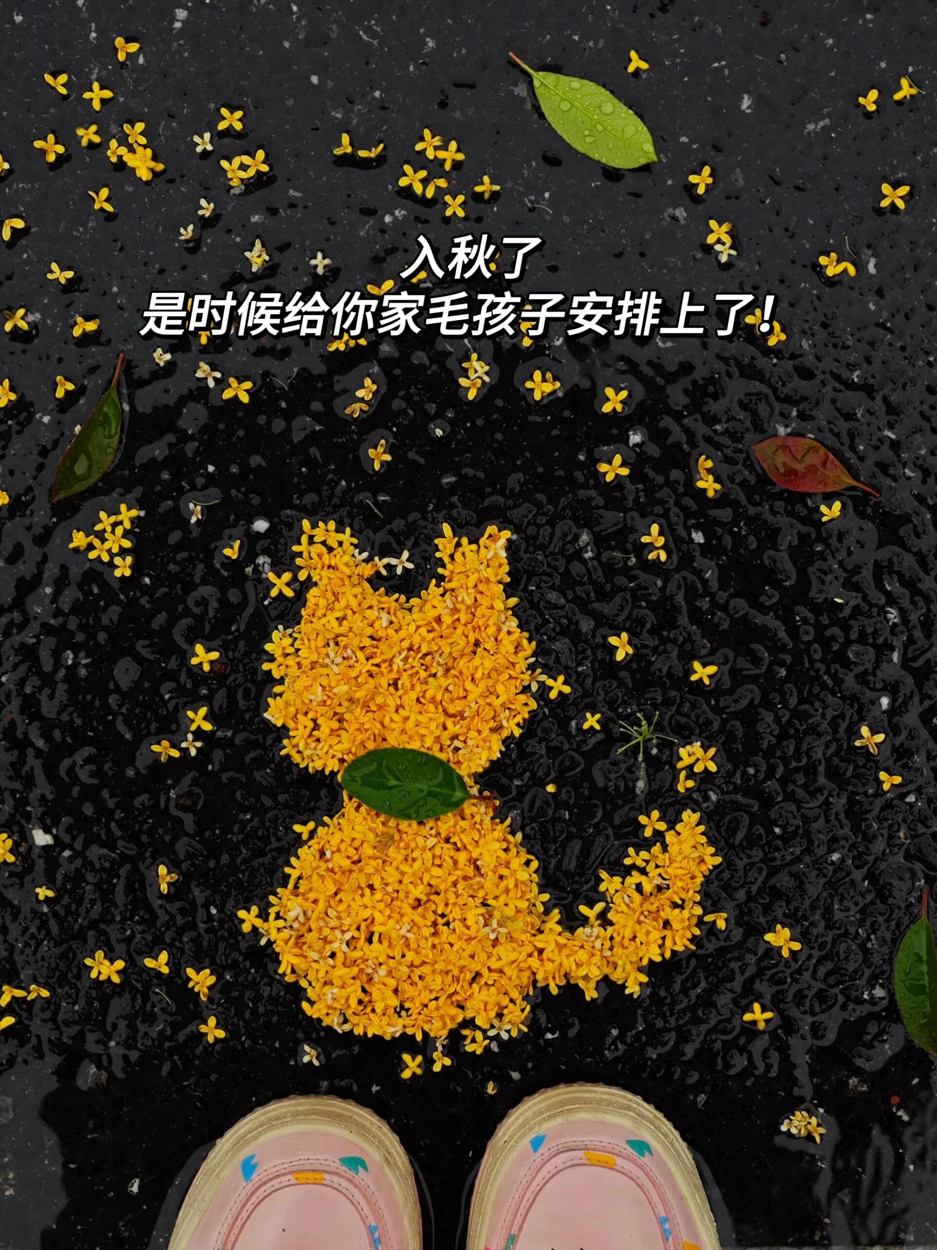 警告!别给毛孩子买这个毛毛虫窝!它现在钻进去就摆烂,喊都不带动的!毛孩子就爱钻洞,这个窝刚好戳中它!魔术贴封边防风又保暖,安全感拉满!#猫窝 #狗窝 #萌宠好物 #好物推荐🔥 #毛毛虫窝