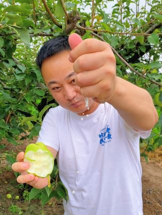 2025年新鲜水果【早酥梨】来自陕西蒲城,新鲜采摘,皮薄肉脆汁水多,一口汁水充盈,口感爽利#早酥梨 #酥梨 #梨 #新鲜采摘 #口感特别好