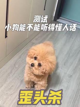 小狗听到自己想听的话有多认真 谁能抵抗得了这么可爱的歪头杀啊🫢
#歪头杀 #它真的好像个小宝宝 #小狗