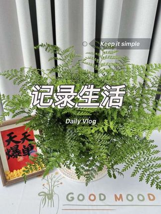 吉姆蕨盆栽室内好养水养耐阴观叶水培植物盆栽绿植#吉姆蕨 #水培植物#吉姆蕨盆栽 #盆栽绿植 #花卉绿植