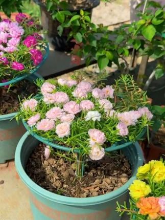 #太阳花棒棒糖支架 #太阳花花架 #花架 #绿植固定器