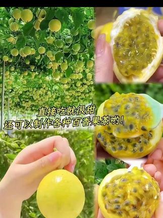 不用➕蜂蜜,直接吃就很甜的百香果