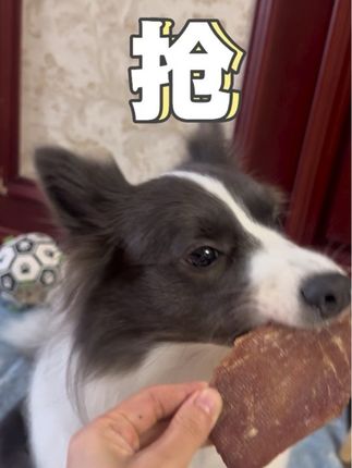 脆香脆香的,越嚼越香,巨便宜的风干鸡鸭肉干,狗狗太爱吃了,直接抢了!赶紧给你家宝贝也安排上吧!#萌宠 #宠物吃货 #萌宠出道计划 #狗零食