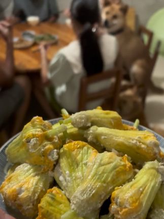奶瓶和家人一起吃南瓜花酿#黄狗白面金不换 #中华田园犬